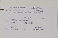 柳葉水蓑衣藏品圖，第2張