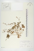 登錄號:S108033藏品圖，第1張