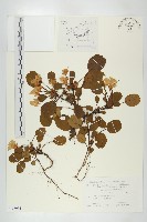 登錄號:S108034藏品圖，第1張