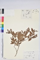 紅果越桔藏品圖，第1張