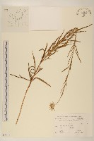 登錄號:S108039藏品圖，第1張