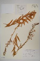 無柄葉山梗菜藏品圖，第1張