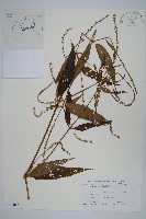 柳葉牛膝藏品圖，第1張