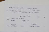 柳葉牛膝藏品圖，第2張