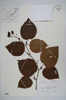 高地赤楊藏品圖，第1張