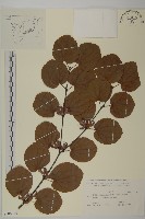 連香樹藏品圖，第1張