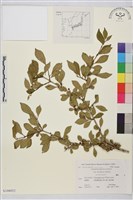 登錄號:S108052藏品圖，第1張