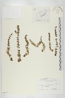 登錄號:S108059藏品圖，第1張