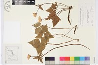 登錄號:S108060藏品圖，第1張