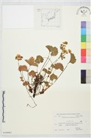 登錄號:S108062藏品圖，第1張