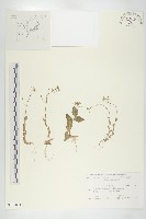 葶藶藏品圖，第1張