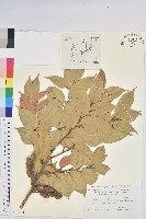 登錄號:S108070藏品圖，第1張