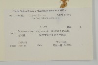 藜、灰藜藏品圖，第2張