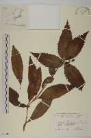 草珊瑚、紅果金粟蘭藏品圖，第1張