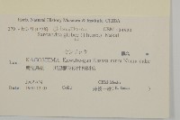 草珊瑚、紅果金粟蘭藏品圖，第2張