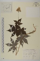 登錄號:S108084藏品圖，第1張