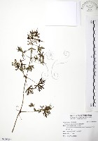 野老鸛草藏品圖，第1張