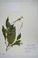 尼氏擬馬偕花藏品圖，第1張