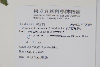 尼氏擬馬偕花藏品圖，第5張