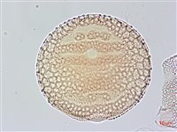 尼氏擬馬偕花藏品圖，第2張