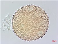 尼氏擬馬偕花藏品圖，第3張