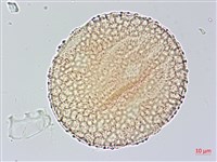 尼氏擬馬偕花藏品圖，第4張