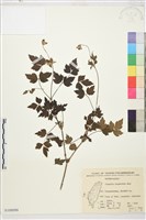 高山鐵線蓮藏品圖，第1張