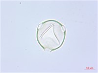 單花錫杖花、臺灣錫杖花藏品圖，第2張