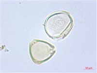 單花錫杖花、臺灣錫杖花藏品圖，第3張