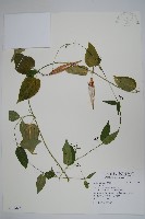 登錄號:S108097藏品圖，第1張