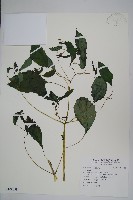 登錄號:S108099藏品圖，第1張