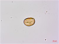 小槐花藏品圖，第3張