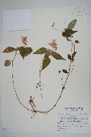 紫花鳳仙花藏品圖，第1張