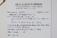 紫花鳳仙花藏品圖，第2張