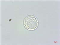 長葉苧麻藏品圖，第2張