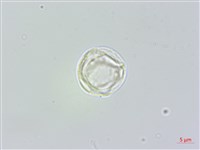 長葉苧麻藏品圖，第3張