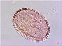 黃麻藏品圖，第1張