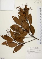 香楠藏品圖，第1張