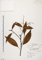 香楠藏品圖，第1張