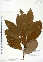 大葉楠藏品圖，第1張