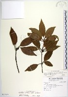 蘭嶼新木薑子藏品圖，第1張