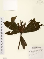 五掌楠藏品圖，第1張