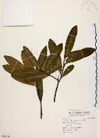 大頭茶藏品圖，第1張