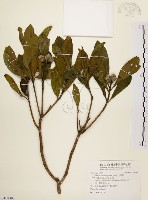 大頭茶藏品圖，第1張