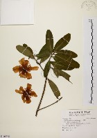 大頭茶藏品圖，第1張