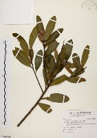 大頭茶藏品圖，第1張