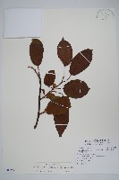 硬齒獼猴桃藏品圖，第1張