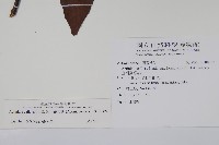 硬齒獼猴桃藏品圖，第2張