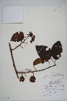 硬齒獼猴桃藏品圖，第1張