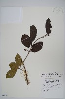 硬齒獼猴桃藏品圖，第1張